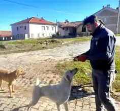 Gediz'deki 2 Çalışan Sokak Hayvanlarını Besliyor