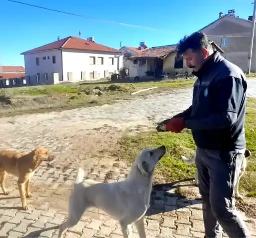 Gediz'deki 2 Çalışan Sokak Hayvanlarını Besliyor