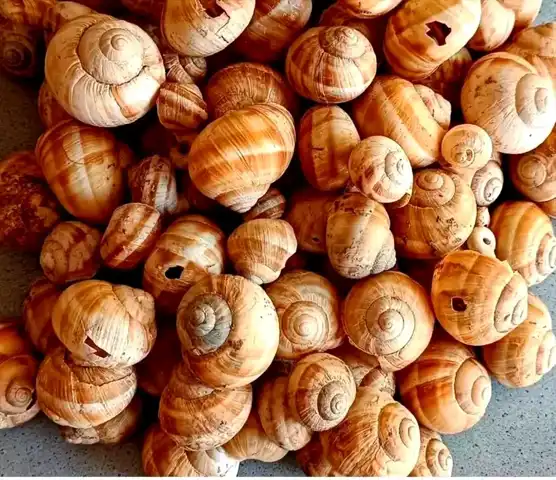 Tavşanlı'da 4 Bin Yıllık Salyangoz Keşfi!
